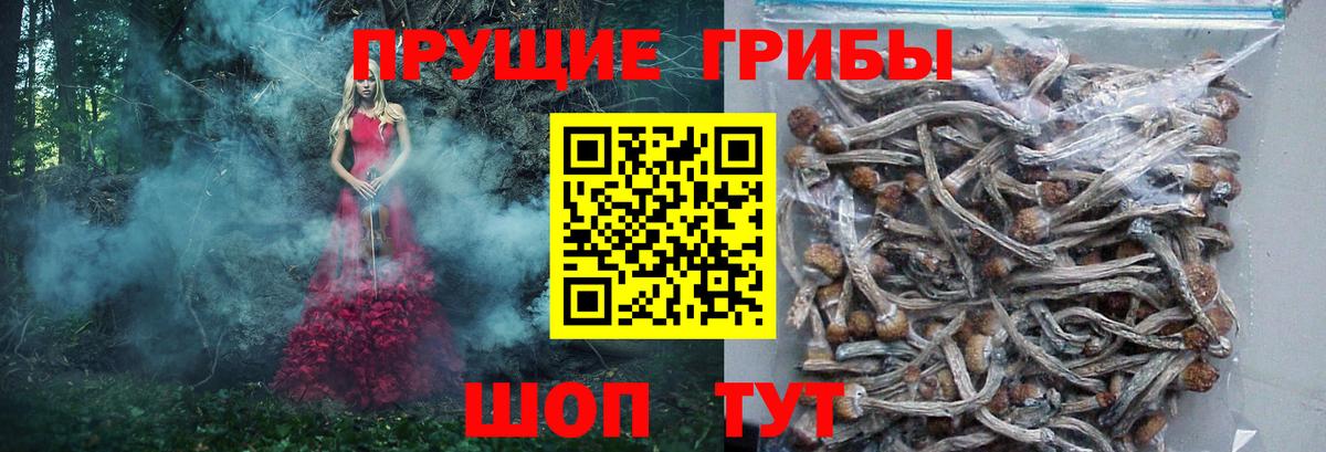 Псилоцибиновые грибы GOLDEN TEACHER Балаково